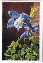 Flowers Postcard Alpine Columbine Switzerland - £2.36 GBP