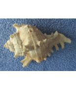 VINTAGE 5&quot; x  3 1/2&quot; SPIKED HORNED CONCH SHELL - $8.95