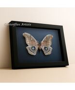 Purplish Eyespot Antheraea Polyphemus Real Silk Moth Framed Entomology S... - $79.00