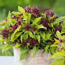 50 Thai Basil ??yp Thai??Seeds  Superior Culinary Variety Dense Flowers Leaves F - $10.95