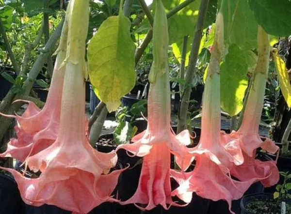 Fresh 10 Perfect Pink Angel Trumpet Seeds Flowerd Flower Brugmansia Datur - £7.65 GBP