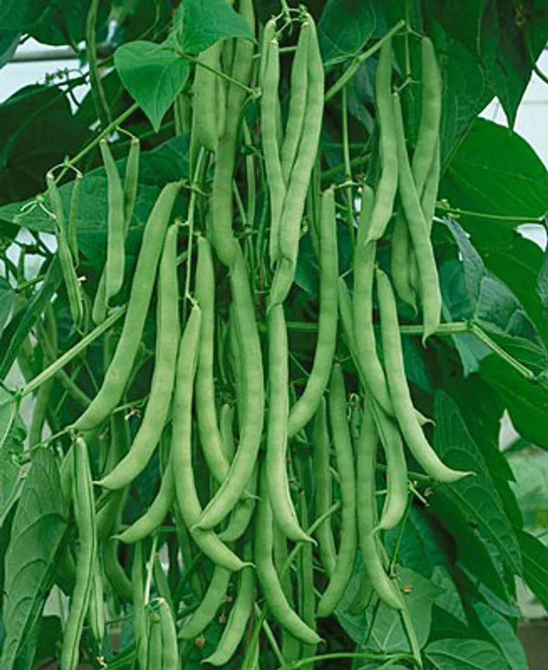 60 seeds Kentucky Wonder POLE Green Bean Seeds, NON-GMO - £13.12 GBP
