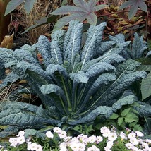 Dinosaur Lacinato/Tuscan Blue Kale Plant, 4&quot; Pot - €25,35 EUR