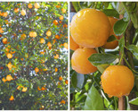 Hamlin Sweet Orange Tree - 26-30" Tall Live Citrus Plant - Gallon Pot - Grafted - £160.05 GBP