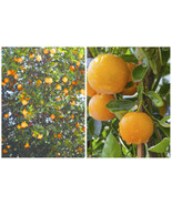 Hamlin Sweet Orange Tree - 26-30&quot; Tall Live Citrus Plant - Gallon Pot - ... - £163.46 GBP