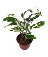 Calathea Stella, 4 inch, Rare Variegated Prayer Plant, Cathedral Plant, - $18.49