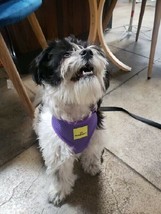 Adjustable No Pull Dog Harness No Choke Breathable Purple Dog Collar XS-XL Dogs - £7.90 GBP