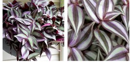 15 Cuttings Sale Wandering Jew Plant Tradescantia Zebrina Beautiful Easy  - $20.99