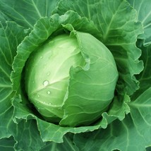 Fresh Seeds USA Seller Brunswick Cabbage 25 Seeds - £4.04 GBP