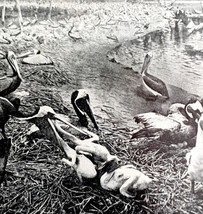 Brown Pelicans Nesting On Shore With Chicks 1936 Bird Print Nature DWU13 - $27.10 CAD