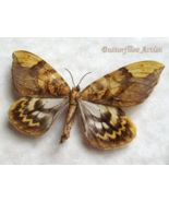 Day Flying Tibetan Moth Catocala Rare Framed Entomology Collectible Shad... - €47,43 EUR