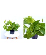 4” pot Jade Pothos, Epipremnum Aureum, Devils Ivy plant LIVE HOUSEPLANT - £40.11 GBP