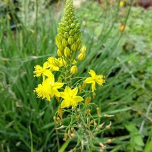 40 Yellow Bulbine Seeds Bulbine frutescens Burn Jelly Plant Hardy Perennial - £9.39 GBP