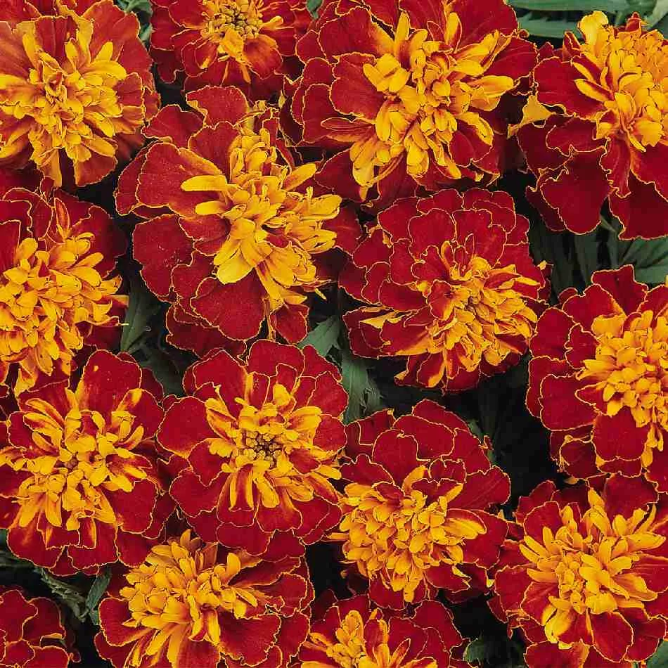 Harmony Marigold 25 Seeds For Garden Planting USA Seller - $10.50