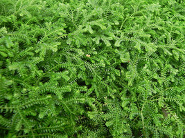 Gold Club Moss - Selaginella kraussiana - For Ground Cover - $20.99