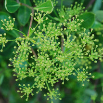 Bupleurum Fruticosum Fresh Seeds Garden - $18.37