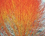 Winter Flame Fire Bush Hedge  50 Seeds | Bloodtwig  Dogwood (Cornus Sang... - £5.21 GBP