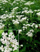 100 Seeds Wild Flower Quinine Grow Your Garden Fast With Heirloom Seeds - £6.66 GBP