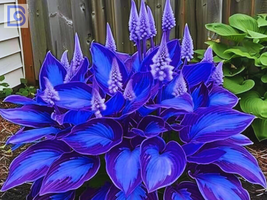 Top Tips for Successful Hosta Seed Germination - $10.25