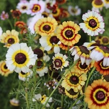 Painted Daisy Landscaper&#39;S Pack Bulk Perennial Pollinators Nongmo 1000 Seeds Fre - £10.95 GBP