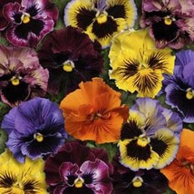 New Fresh Seeds Pansy Seeds Pansy Frizzle Sizzle Mix 100 Seeds - $17.98