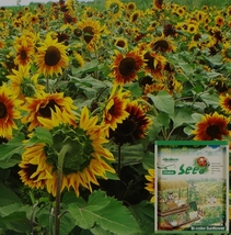 50 Seeds, Bellfarm Bi-Colour Sunflower Seeds (90cm Tall) YQ-1019 - £18.32 GBP