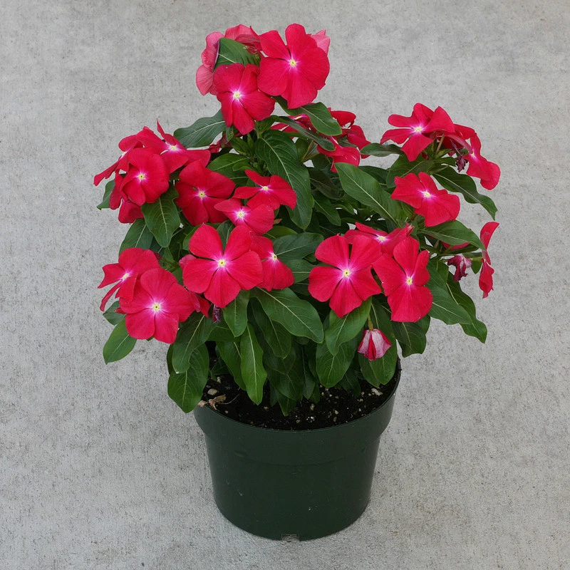 Vinca Seeds Cobra Red With Eye 25 Seeds Flower Seeds - $12.77