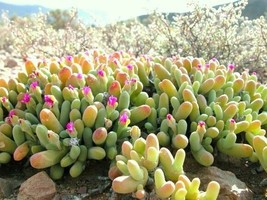 Gibbaeum Geminum SB647 Koeniekuill, rare mesembs exotic succulent seed  50 SEEDS - $11.29