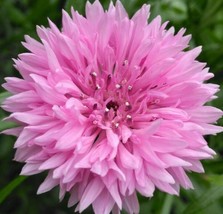 TKBONStore Pink Cornflower Seeds 190 Tall Pink Bachelor Button Wildflower - $8.39