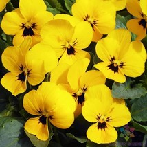 200 Penny Yellow Pansy Viola Seeds Planting US Seller Fast Shipping - $5.48