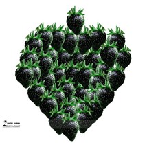 Super Black Strawberry Organic Seeds Pack 100 Seeds Great Tasty Juicy Fruit E306 - £4.30 GBP