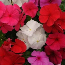 Vinca Periwinkle Clear Flower Seed Mix Baskets Containers 50 Seeds Fresh Seeds F - $16.53