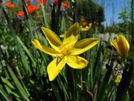 THJAR 30+  YELLOW BLUE-EYED GRASS SISYRINCH FLOWER SEEDS   /  YELLOW SED... - $6.99