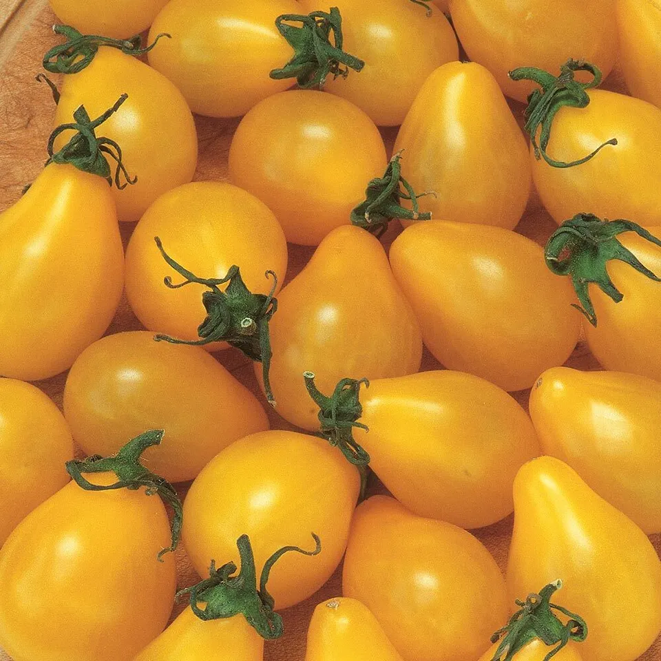 Yellow Pear Tomato Vegetable Garden NON GMO 100 Seeds - $9.80