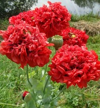 300 Seeds Red Double Peony Poppy Flower Seeds - £11.61 GBP