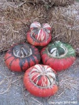 USA American Turks Turban Squash Gourd Cucurbita Maxima Vine 10 Seeds - £8.78 GBP