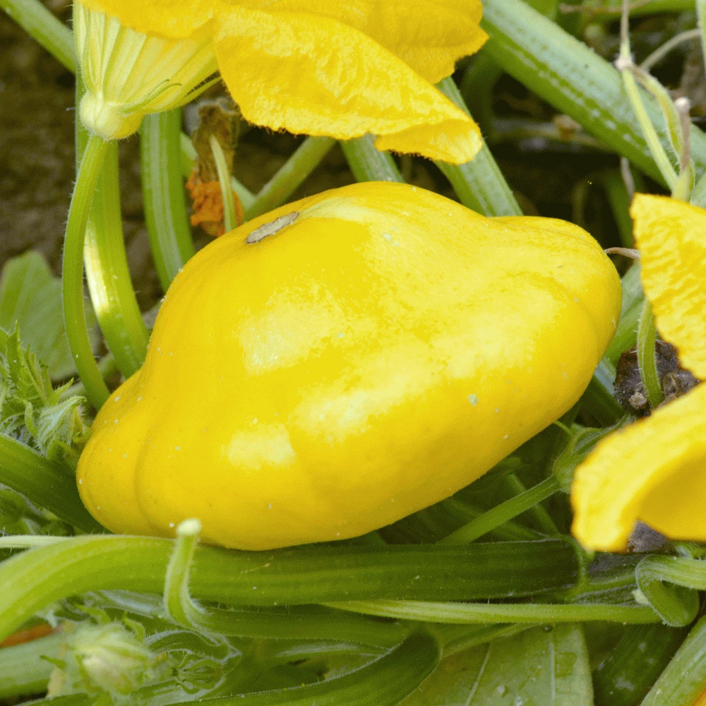 75 PATTY PAN SCALLOP YELLOW BUSH SUMMER SQUASH FRESH HARVEST FOR GARDENS - $5.24