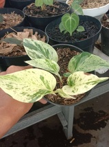 Marble Queen Pothos variegated Home Garden Live Plant Rare Easy Grow EBLY - £23.64 GBP