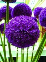 100Pcs Giant Allium Giganteum Seeds Purple Color Big Ball Blooms Garden USA Sell - £16.08 GBP