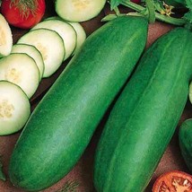 Best SELLER USA 10 Seeds Tendergreen Burpless Cucumber Seeds - £4.27 GBP