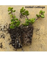 Mini Jade SpekBoom  Portulacaria afra Excellent for Bonsai- Rooted Cuttings - €13,56 EUR+