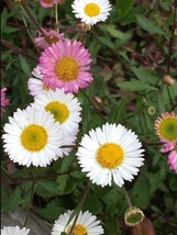 Erigeron Karvinskianus 200 Seeds Seeds Santa Barbara Daisy - $11.37