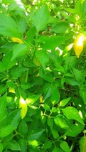 50 Seeds Lemon Drop/Aji Limon Pepper  Citrusy Hot Heirloom Peruvian     - $5.50
