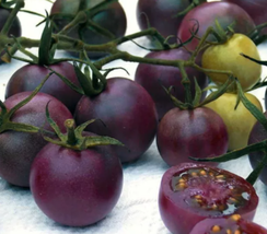 Chocolate Cherry Tomato Plant Seeds - £9.13 GBP