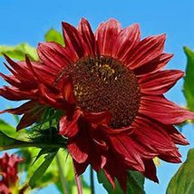 Sunflower, Red Sun, 200 Seeds Beautiful Bright Red Blooms - £4.78 GBP