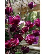 Genie Magnolia Tree Deep Plum Purple Fragrant Blooms Large 1 Gallon Pot ... - $188.59 CAD