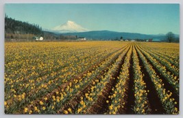 Tacoma Mt Rainier Overlook Daffodils Puyallup Valley Daffodil Festival Postcard - £10.85 GBP