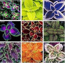 100 pcs Janpanse Coleus Plant Rainbow Dragon Foliage Plants Outdoor Blooming Pot - £7.84 GBP