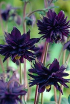 25 Black Barlow Columbine Aquilegia Seeds Flower Perennial - £14.35 GBP
