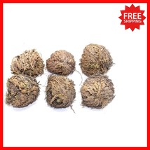 Transform Your Home with 6 Rose of Jericho Flowers - Symbol of Renewal - $609.43 MXN